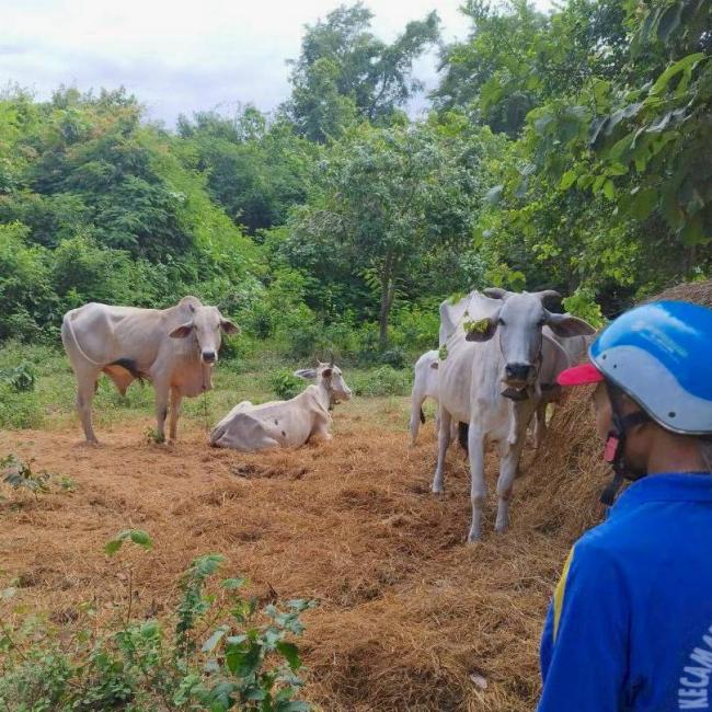 Brahmin cows at Yashodapur Eco Village, CAMBODIA